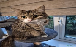 Domestic Shorthair cats for sale: Tabby kitten  - Image 3