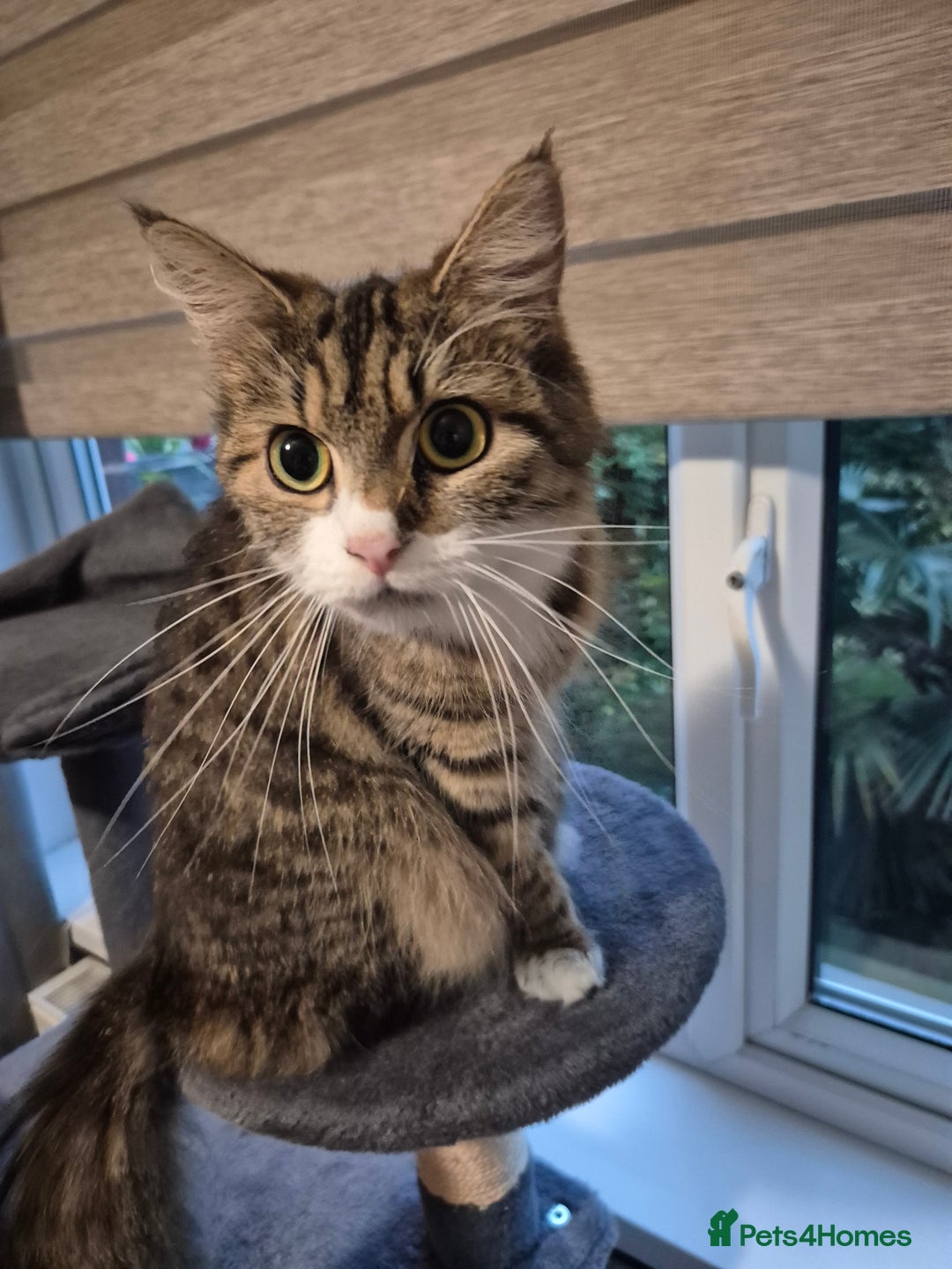 Domestic Shorthair cats for sale: Tabby kitten  - Image 3