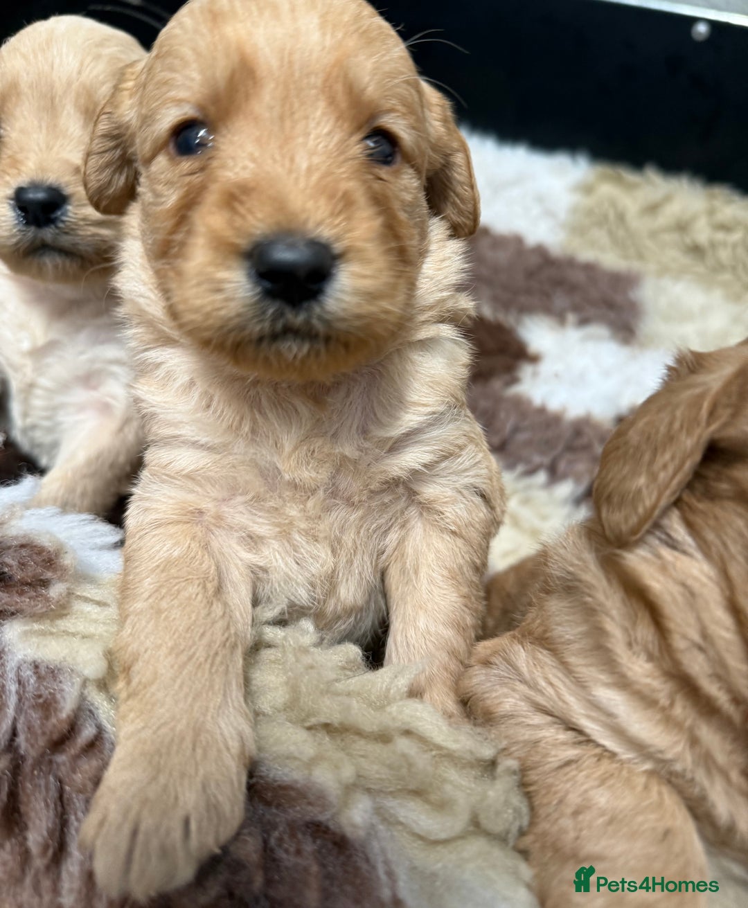 Labradoodle dogs for sale: Beautiful Miniature F1 Labradoodles - Advert 11