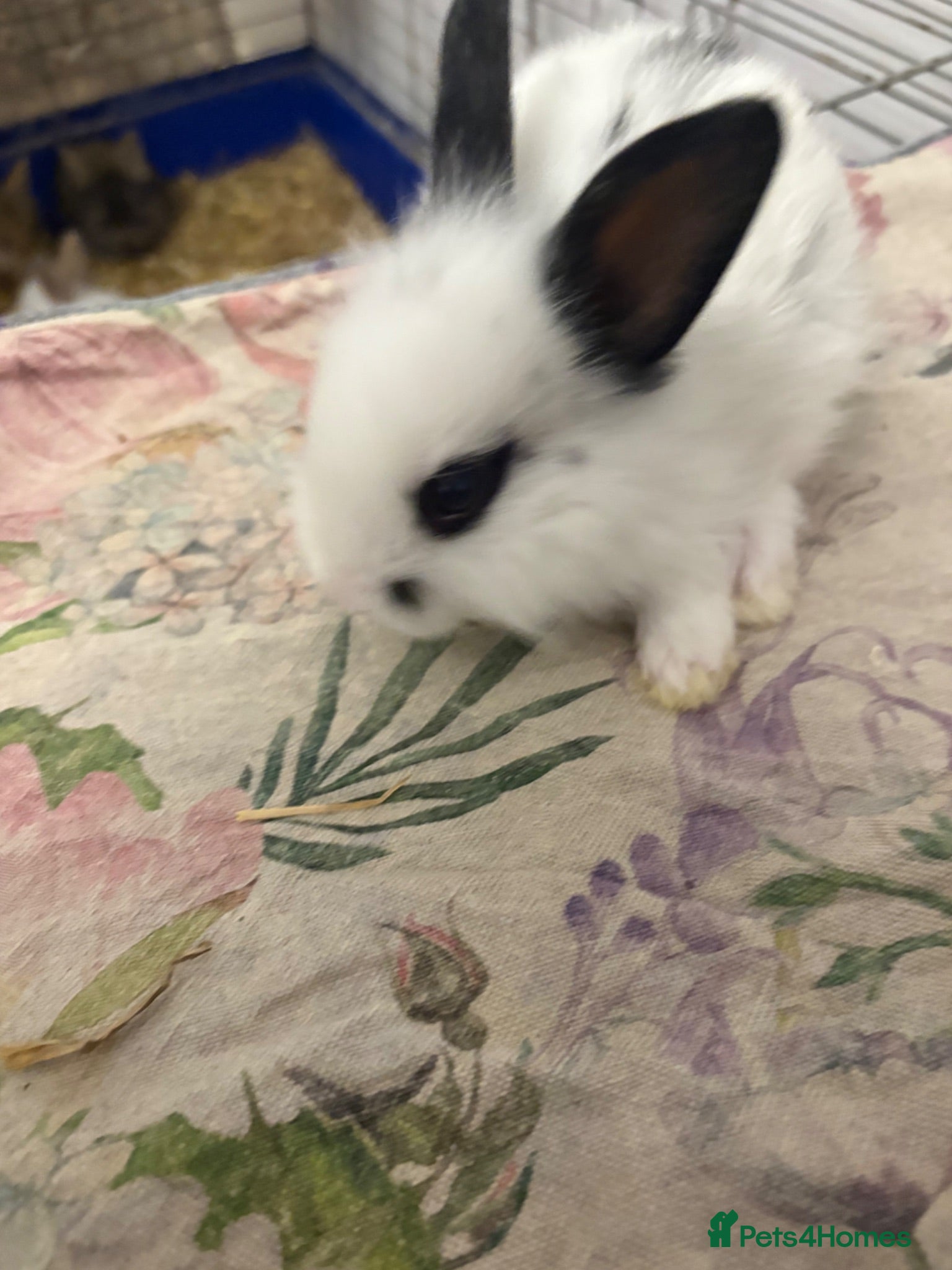 Mixed Breed rabbits Angora x lionhead  - Advert 9