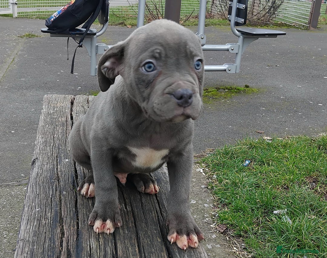 Staffordshire Bull Terrier dogs for sale: Stunning blue Staffordshire Bull terror puppy - Image 8