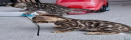 Bengal cats for sale: Bengal kittens - Advert 5