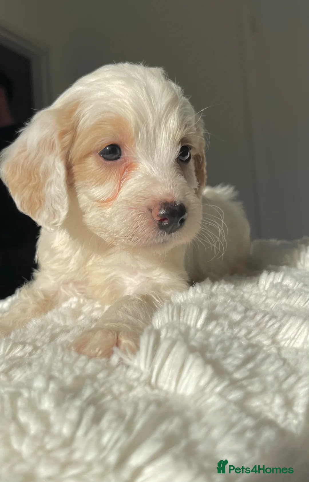 Cockapoo dogs for sale: Cockapoo puppies  - Advert 1