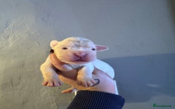 Boxer dogs for sale: Quality KC Boxer Puppies  - Advert 7