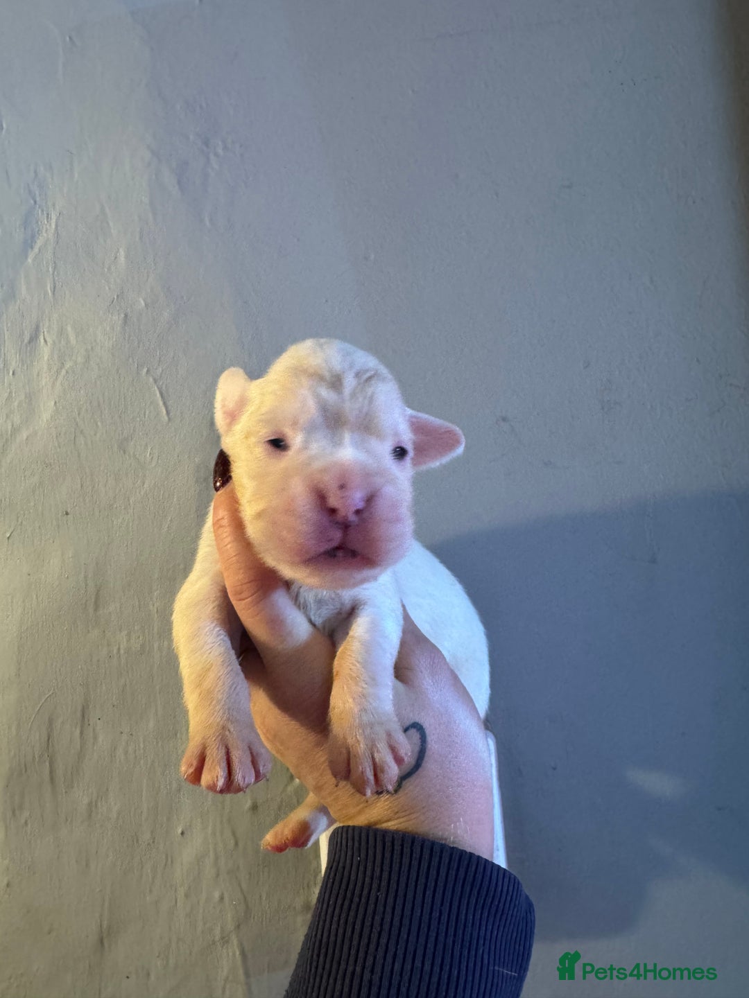 Boxer dogs for sale: Quality KC Boxer Puppies  - Advert 7