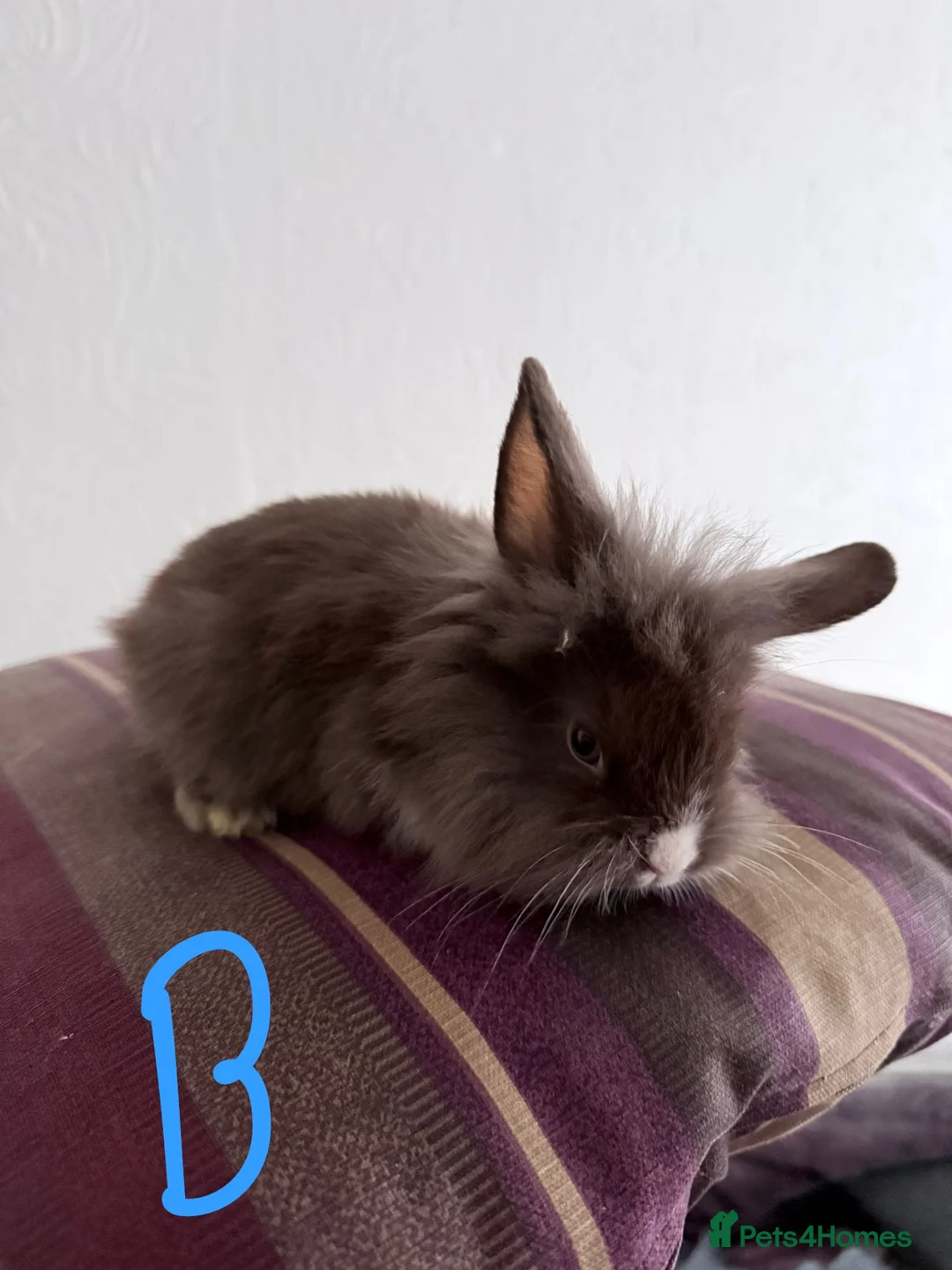 Lionhead rabbits for sale: BEAUTIFUL LIONHEAD BABY FOR SALE - Advert 10