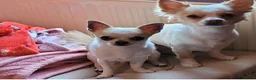 Chihuahua dogs for sale: Beautiful chihuahua pups in Manchester - Advert 4