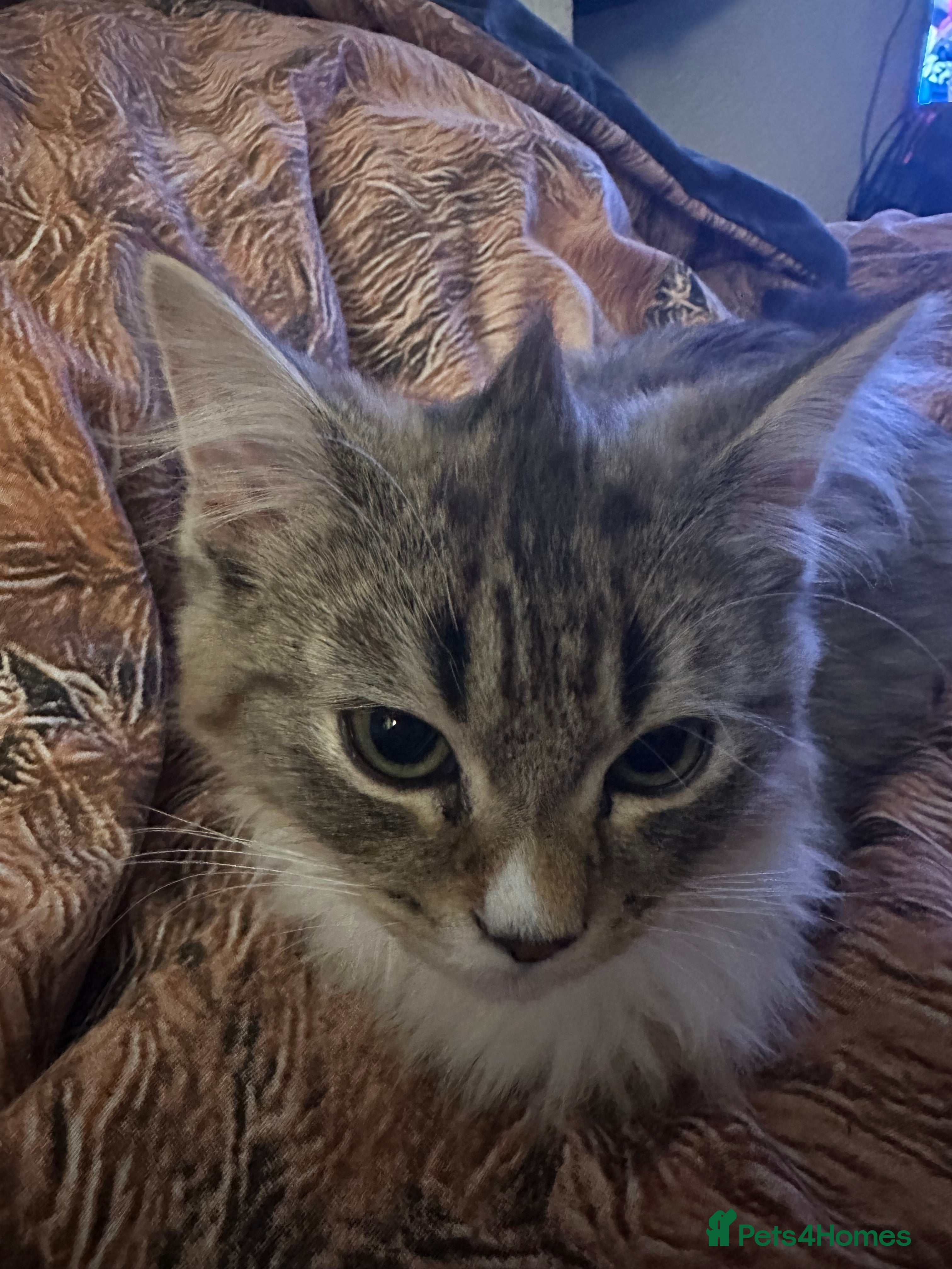 Mixed Breed cats Handsome petite mixed breed kitten for sale - Advert 1