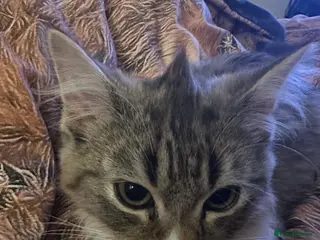 Mixed Breed cats Handsome petite mixed breed kitten for sale - Advert 1