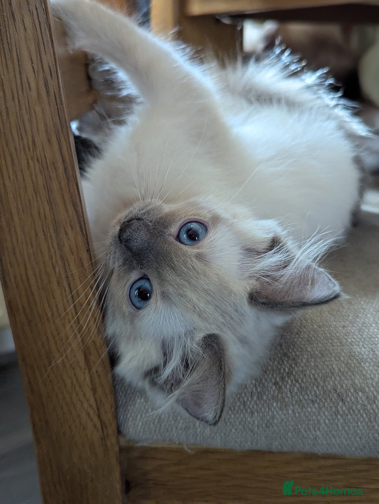 Ragdoll cats 🩵 beautiful blue point boy 🩵 - Advert 16