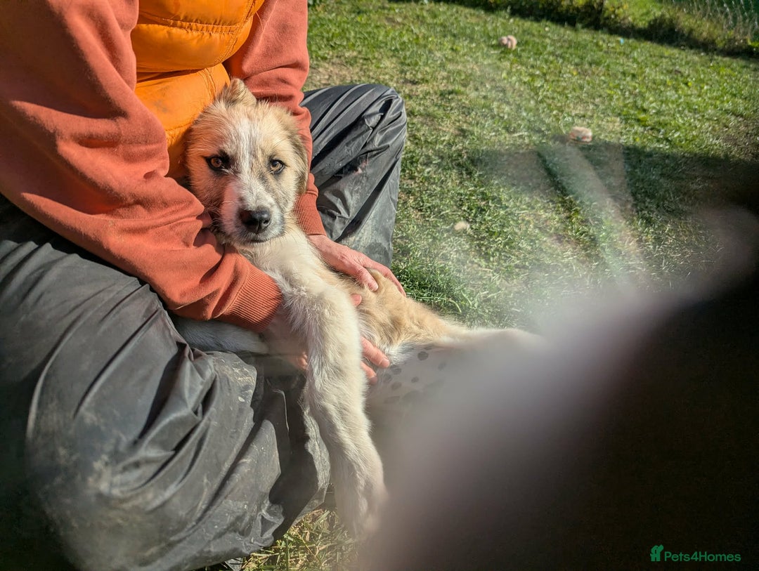 Mixed Breed dogs for adoption: Can Boo be your beau?  - Advert 14