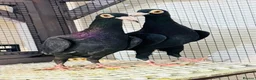 Pigeons birds for sale: Beautiful Quality Pigeons Healthy & Well Cared For - Advert 20