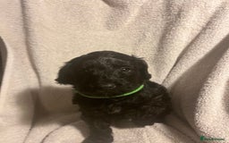 Cockapoo dogs for sale: Adorable Cockapoo puppies  - Image 2