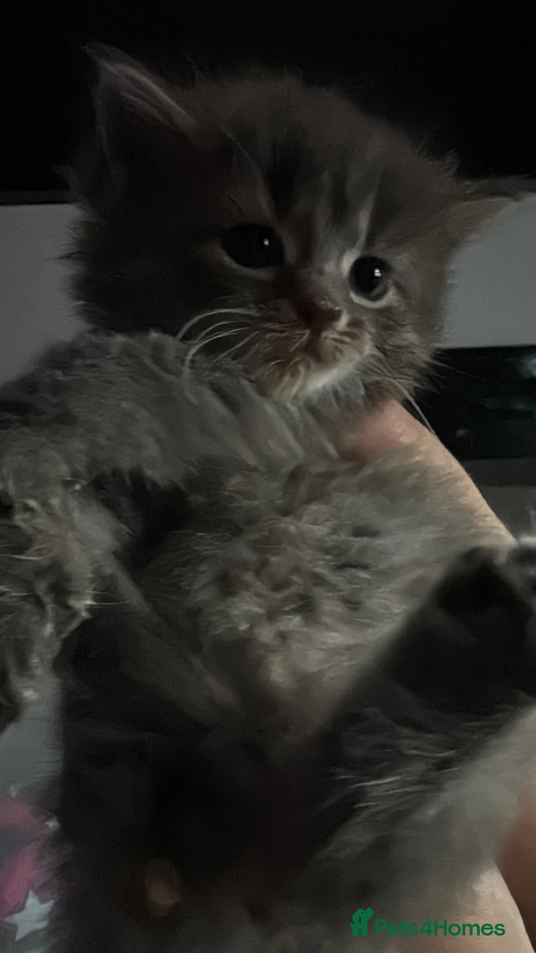 Mixed Breed cats for sale: Kittens Ready To Go! - Advert 9