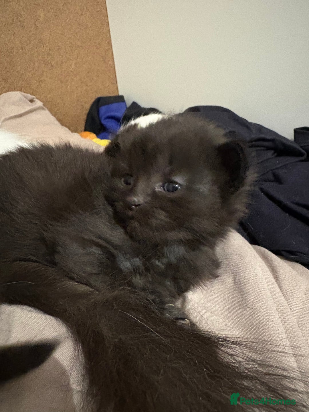 Mixed Breed cats for sale: 2 beautiful kittens( 1 male, 1 female) - Advert 3