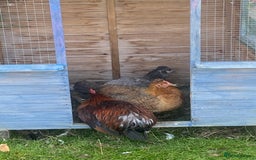 Chickens poultry for sale: Hens available  - Image 4