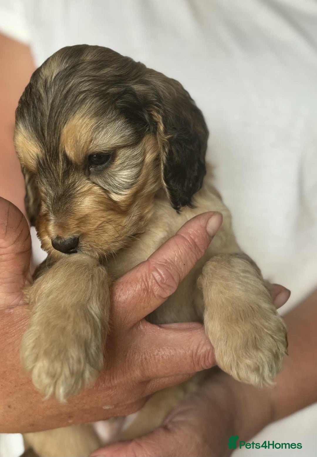 Cockapoo dogs for sale: Cockerpoo puppies F1 stunning colours - Image 3