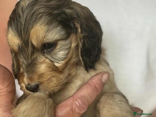 Cockapoo dogs - Advert 25