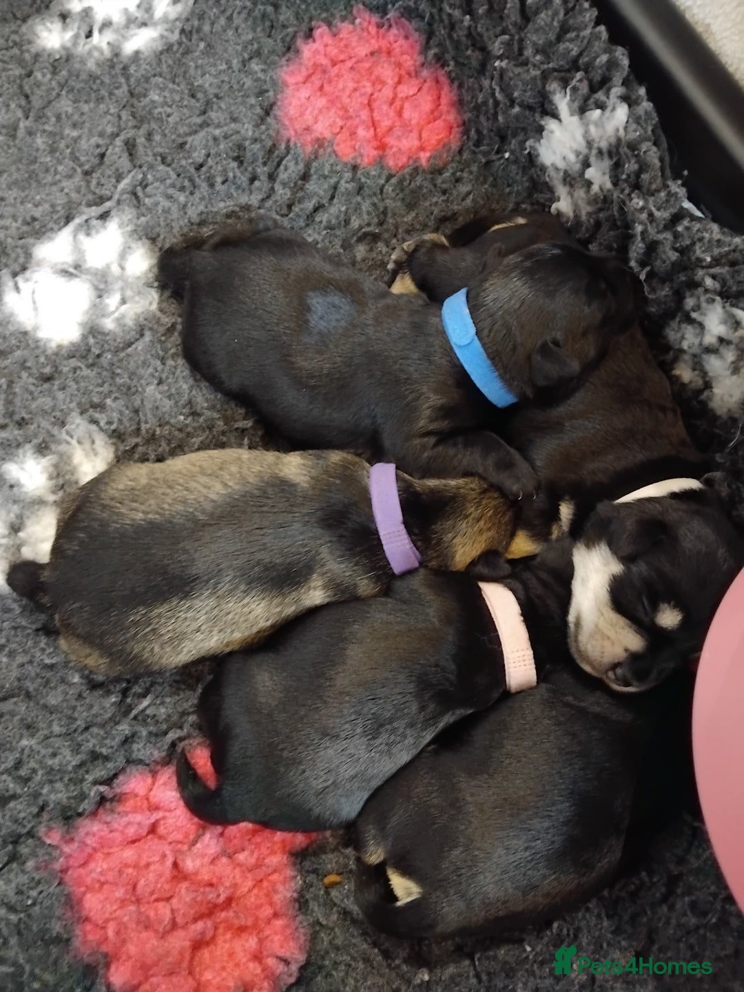 Miniature Schnauzer dogs for sale: Rockybobs Miniature Schnauzers  - Image 7