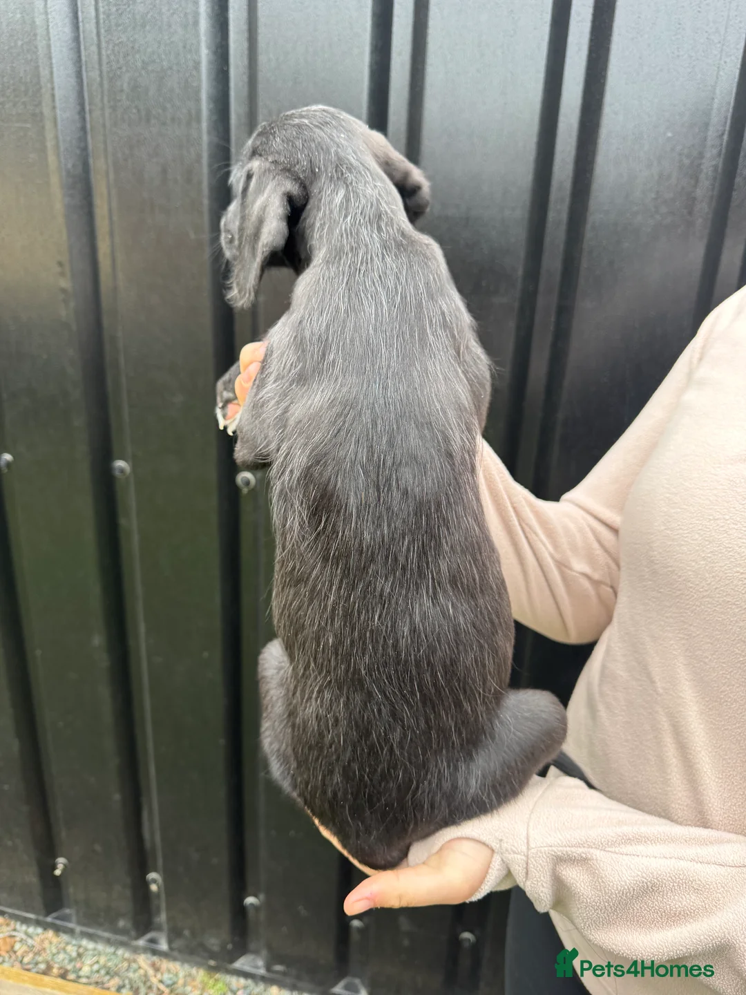 Mixed Breed dogs for sale: Beddy whippet puppies for sale. Ready now - Advert 30