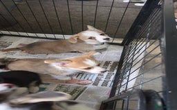 Welsh Corgi Pembroke dogs for sale: Well bred pembs pups DNA clear DM,eic, Vwd ,pra - Image 9