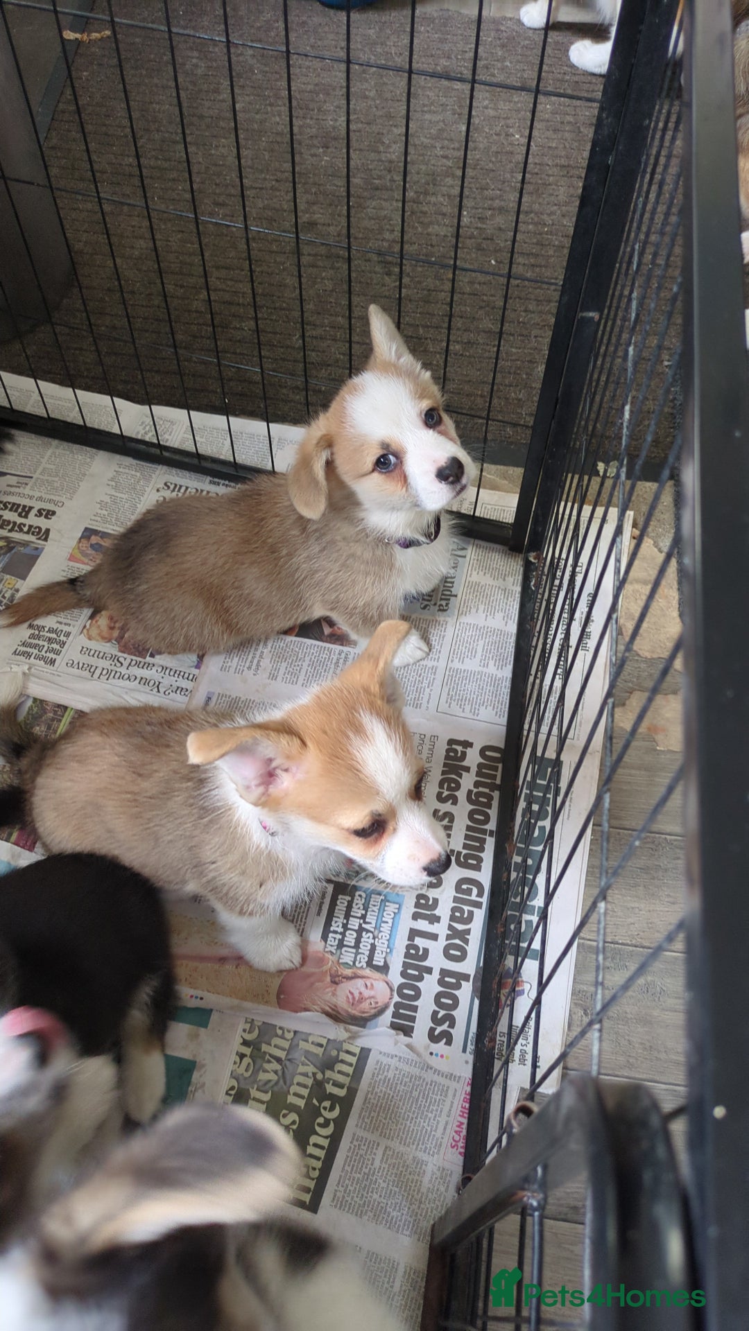 Welsh Corgi Pembroke dogs for sale: Well bred pembs pups DNA clear DM,eic, Vwd ,pra - Image 9