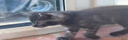 Mixed Breed cats for sale: Kitten for sale - Advert 4