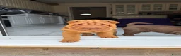 Shar Pei dogs for sale: Shar pie  - Advert 5