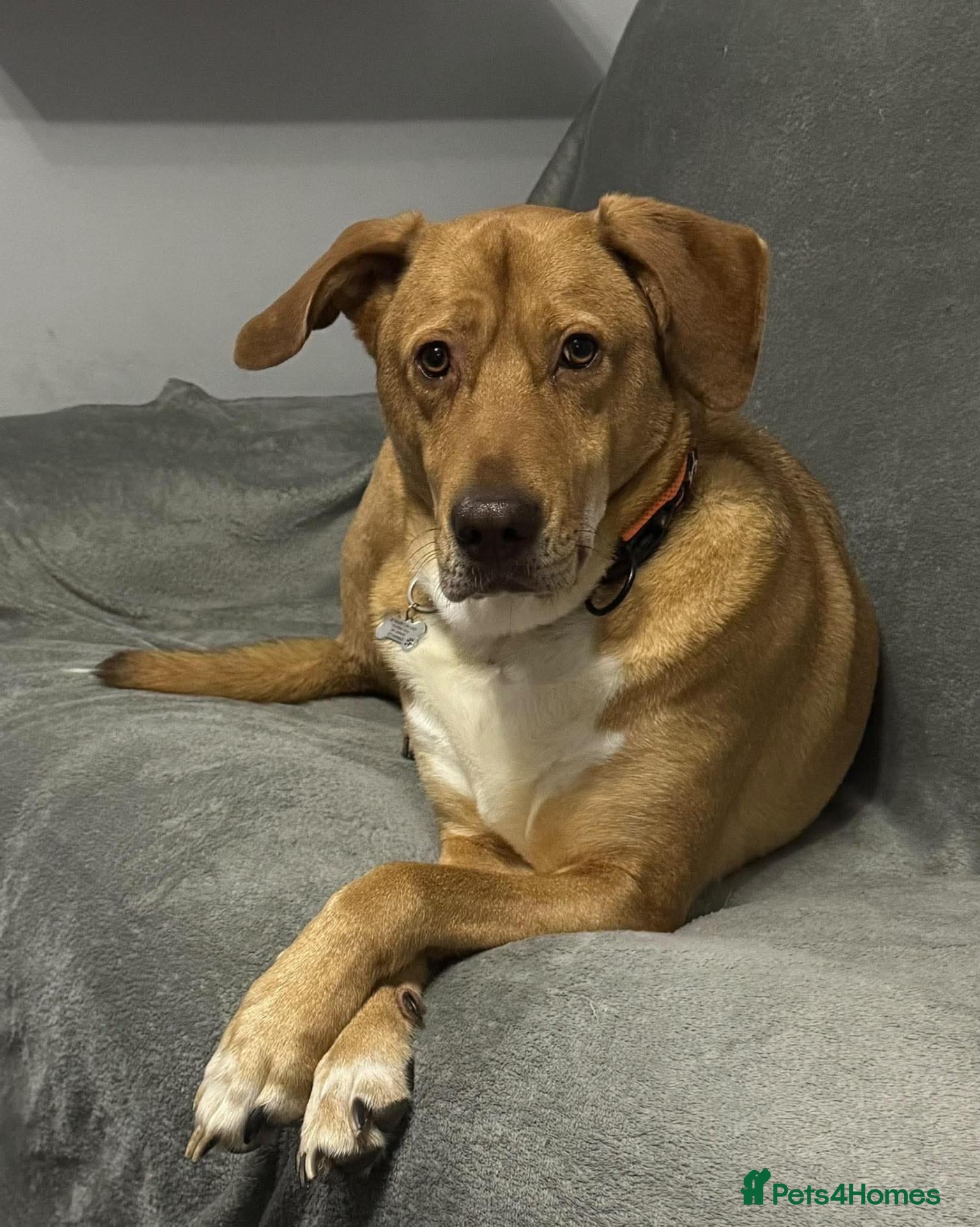 Mixed Breed dogs Urgently seeking a home for Chester - Advert 1