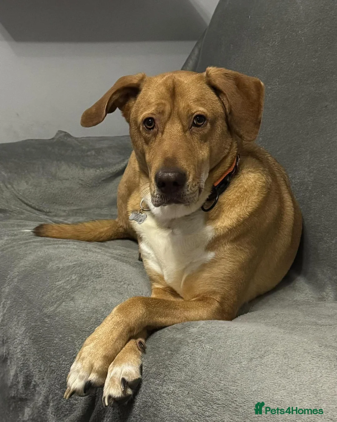 Mixed Breed dogs for adoption: Urgently seeking a home for Chester in Wellingborough - Advert 1