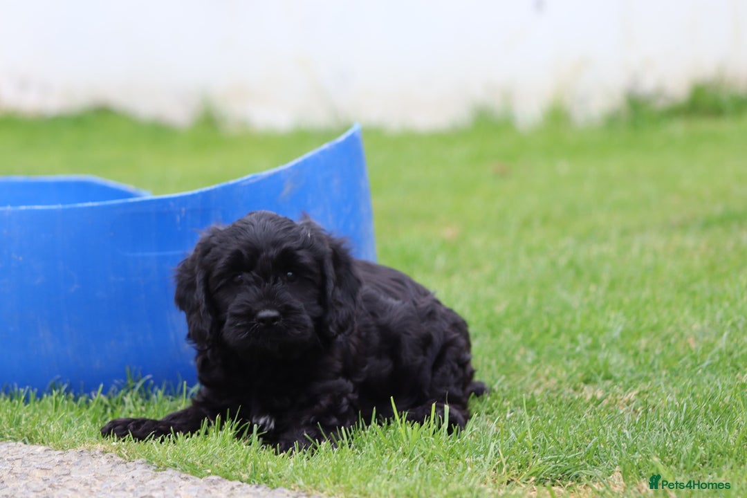 Cavapoo dogs for sale: Beautiful Cavapoo puppies for sale - Image 8