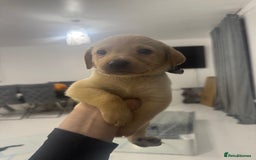 Labrador Retriever dogs for sale: Full breed Labrador retriever puppy’s  - Image 19