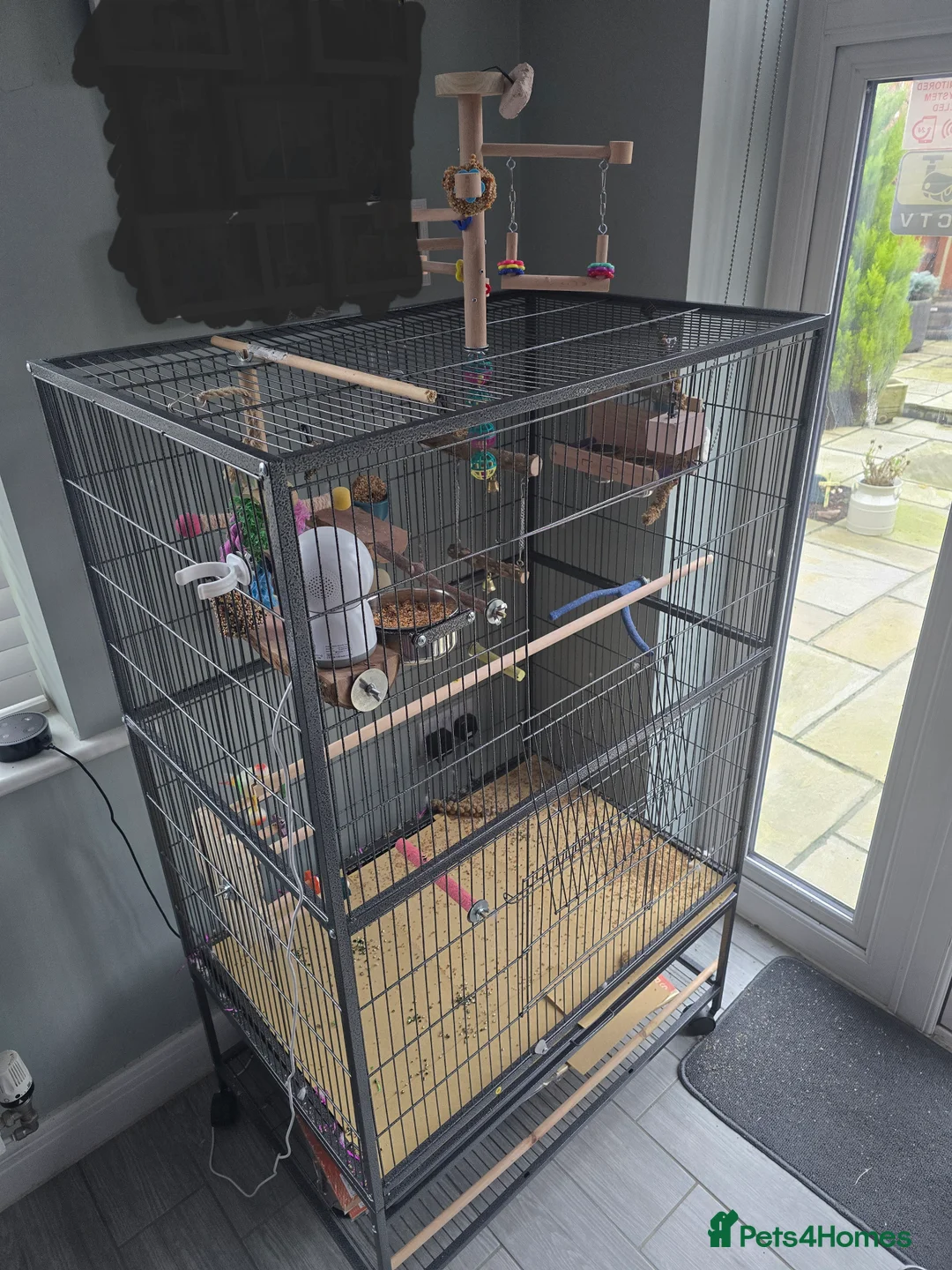 Budgerigars birds for sale: 2 x male budgies  - Advert 2