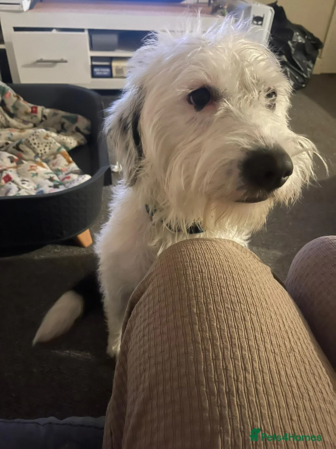 Labrador Retriever dogs for sale: It’s my cute kody  in Accrington - Advert 2