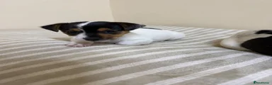Jack Russell 1