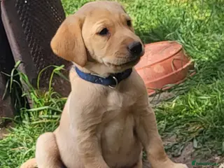 Labrador Retriever dogs Beautifull and Fit golden retrievier ready to go - Advert 6