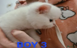 Persian cats for sale: Beautiful Persian X BSH Kittens  - Image 31