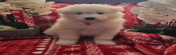 Samoyed dogs for sale: Adorable Samoyed puppies  - Advert 10