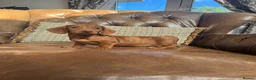 Miniature Dachshund dogs for sale: Miniature Dachshund Puppies - Advert 6