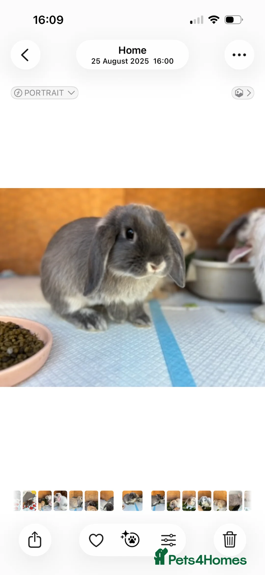 Mini Lop rabbits for sale: Angora & Mini Lops SOON start of July - Advert 4