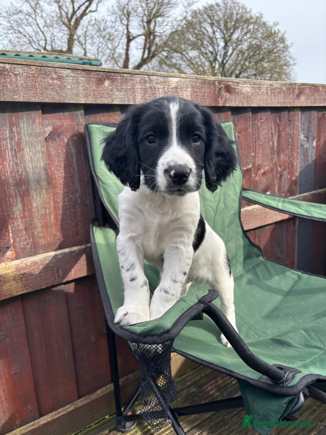 English Springer Spaniel dogs for sale: Stunning English Springer spaniel puppies  in Burntwood - Advert 2