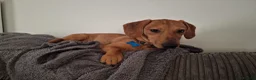 Dachshund dogs for sale: 3 year old dachshund  in Luton - Advert 6