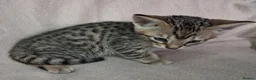 Savannah cats for sale: Super spotty F5 Savannah kittens - Advert 14