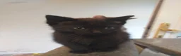 Mixed Breed cats for sale: 5 lovely kittens for sale  in Stafford - Advert 4