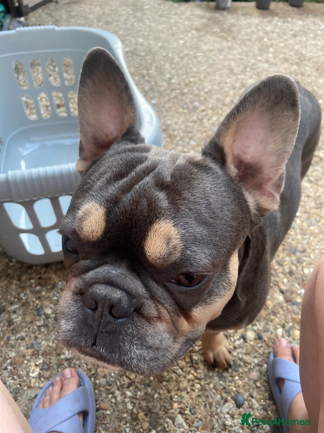 French Bulldog dogs for sale: Gizmo Frenchie  - Advert 2