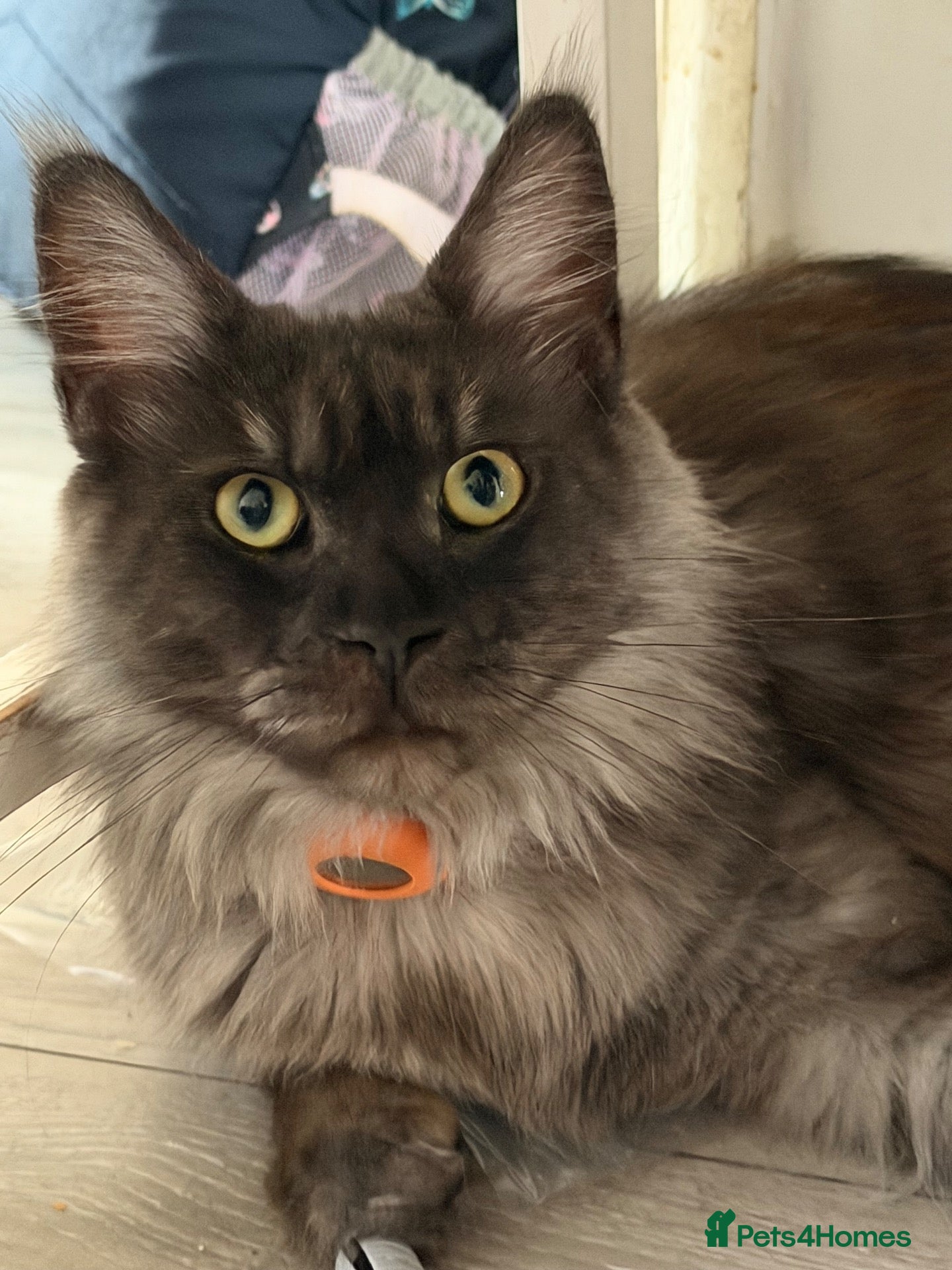 Mixed Breed cats Half MAINE COON x Domestic Cat - Advert 1