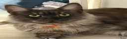Mixed Breed cats for sale: Half MAINE COON x Domestic Cat - Advert 1
