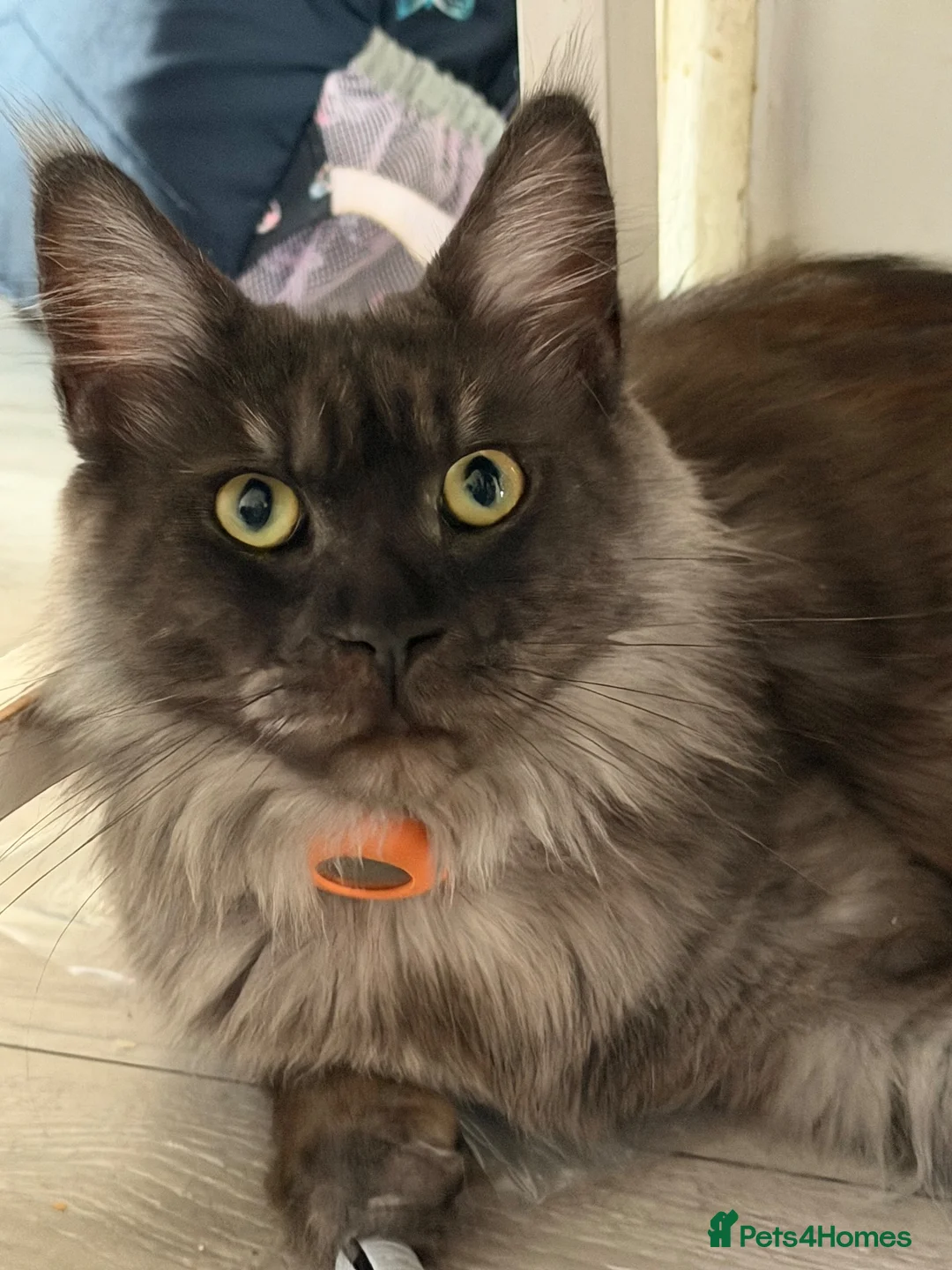 Mixed Breed cats for sale: Half MAINE COON x Domestic Cat - Advert 1