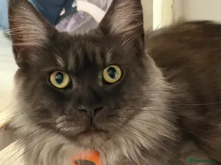 Mixed Breed cats Half MAINE COON x Domestic Cat - Advert 1