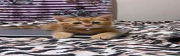 Domestic Shorthair cats for sale: 🐾 Adorable Kittens Ready for Loving Homes - Advert 5